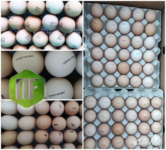 Инкубационное яйцо Бройлер Индейка Утка Несушка объявление продам