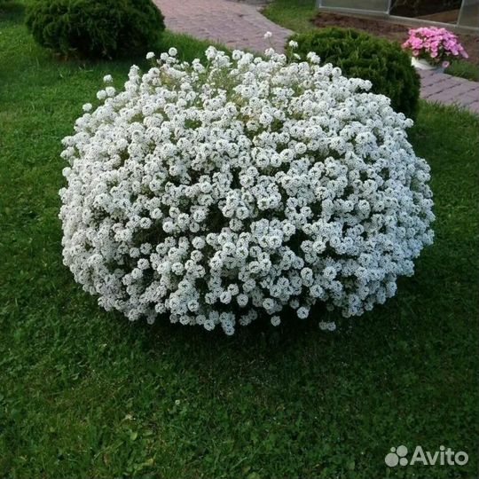 Алисум Сноу принцесс