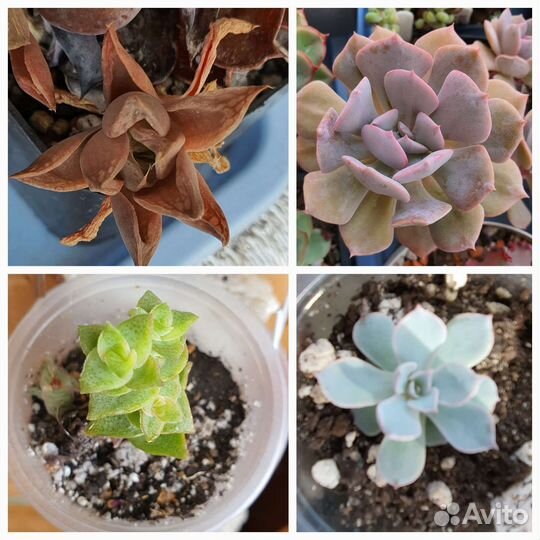 Суккуленты разные