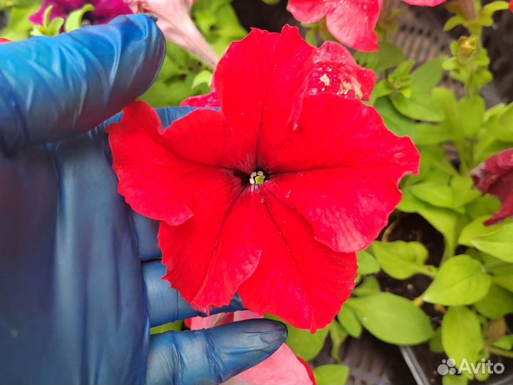 Рассада цветов