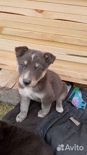 Собака в добрые руки отдам бесплатно
