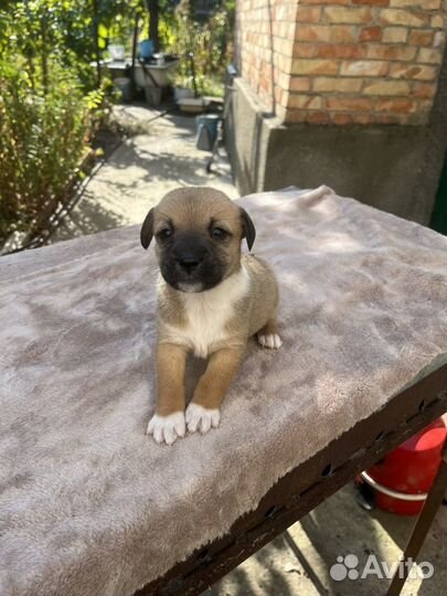 Щенки в добрые руки