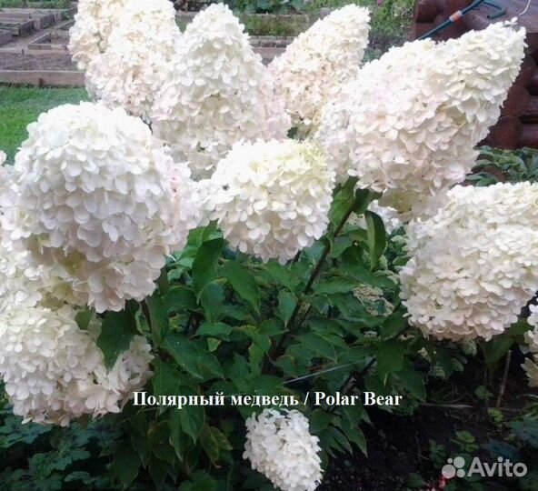 Гортензия в ассортименте