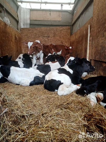 Телята бычки