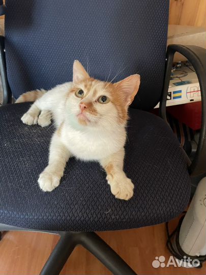 Кот Василий