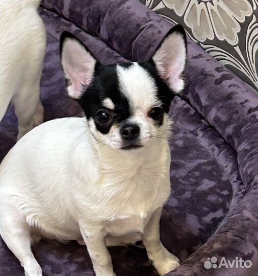 Чихуахуа гладкошерстные девочки