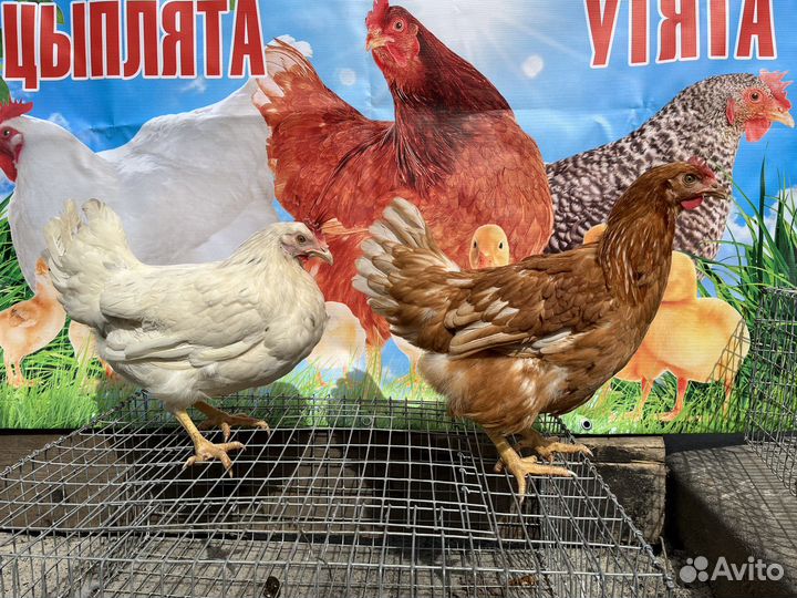 Куры молодки несушки