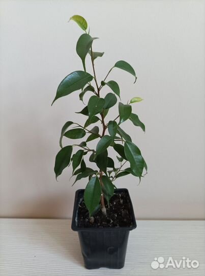 Фикус бенджамина Грин кинки