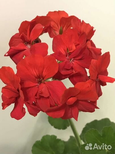 Пеларгония герань
