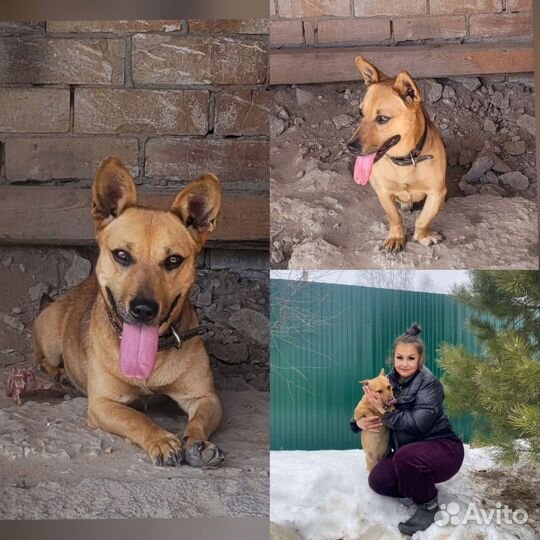 Коротколапик Малыш