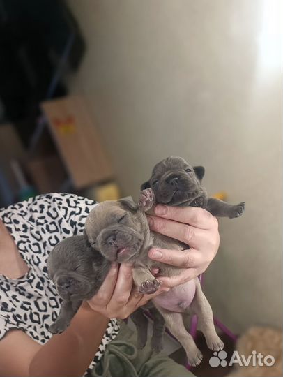 Французский бульдог детки голубые