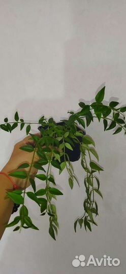 Комнатные растения. Цветы