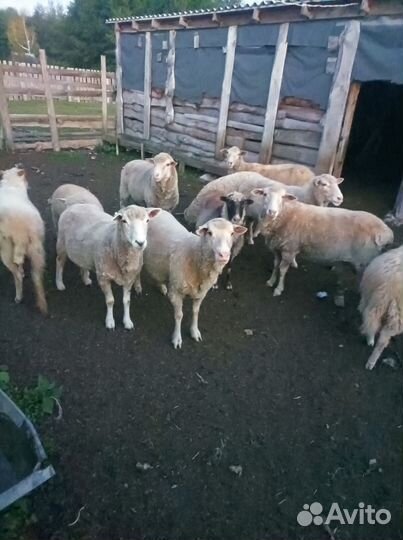 Овцы тексель