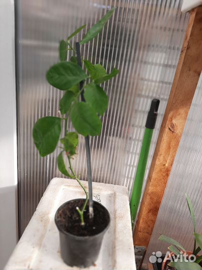 Лимонное дерево