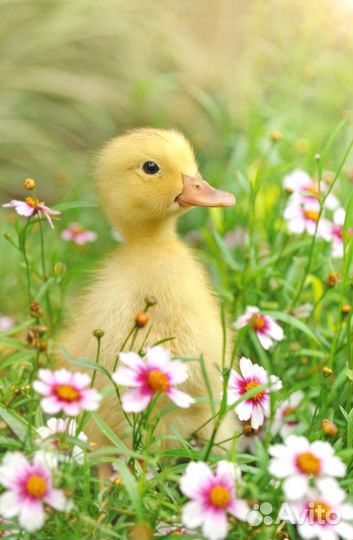 Вахта в Миллерово/Рабочий на линию конвейера