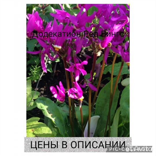 Многолетники информация в описании