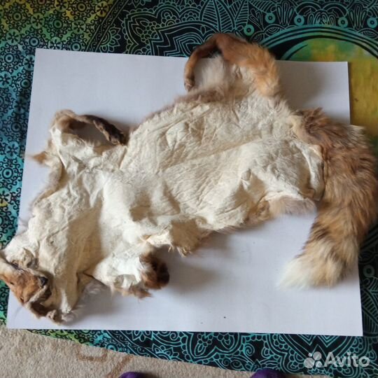 Лисья шкура
