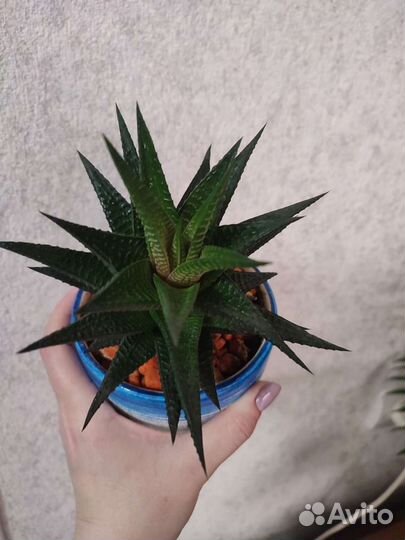 Суккуленты микс