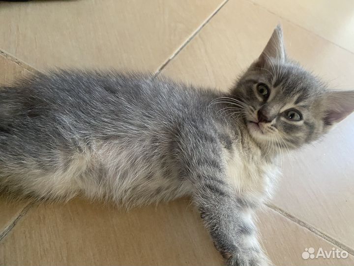 2 девочки и 1 мальчик