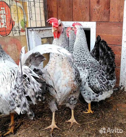 Инкубационное яйцо и цыплята