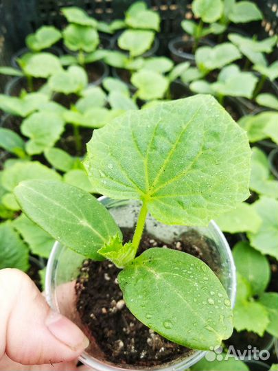 Рассада огурцов