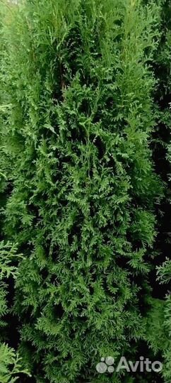 Туя западная Колумна 2.0-2.2 - 3900
