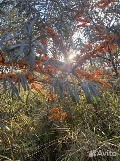 Пчелоужаливание