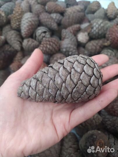 Шишки пицундской сосны