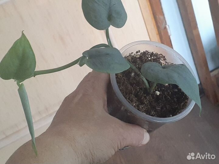 Комнатные растения ч.1 лиановидные