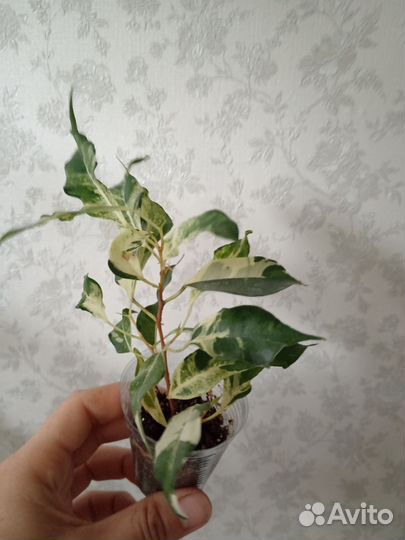 Фикус