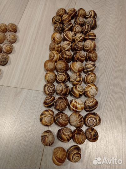 Ракушки виноградных улиток