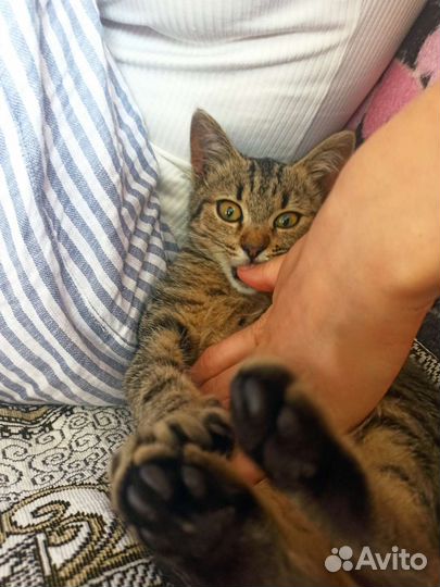 Кошка, Девочка