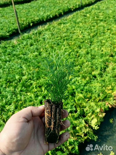 Саженцы туй смарагд