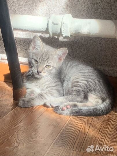 Котенок в добрые руки