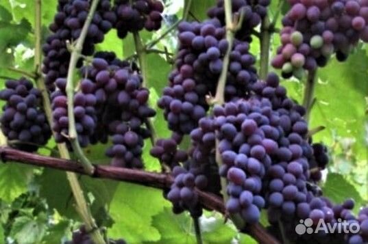 Саженцы плодовых