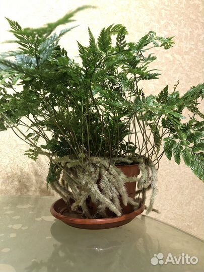 Нефролеписы- папоротники, Даваллия,Нолина