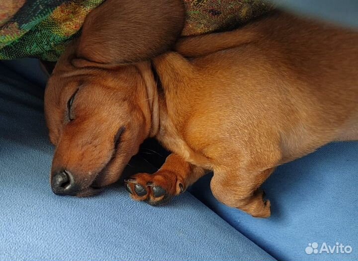 Супер мини Кроличья такса