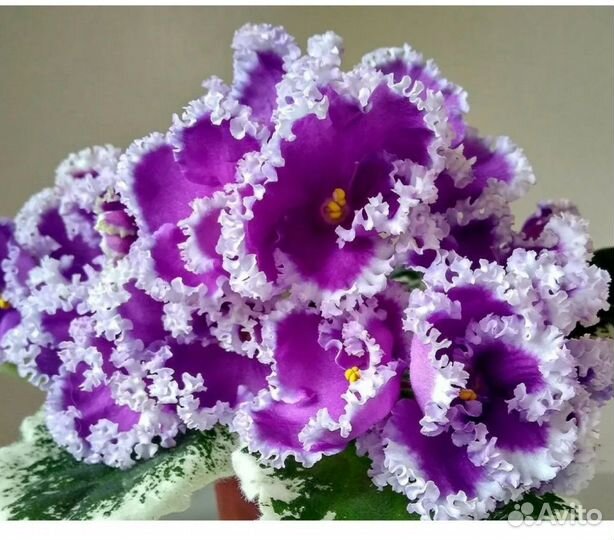 Фиалка детки