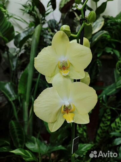 Орхидея фаленопсис Ferrara