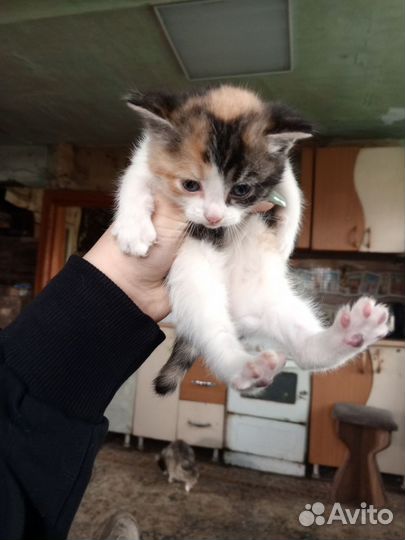 Отдам бесплатно