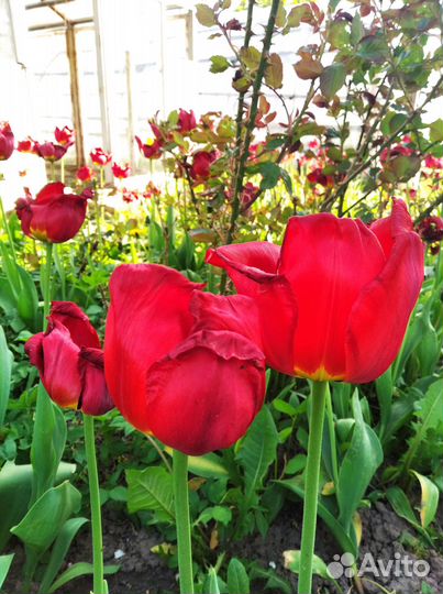 Луковицы тюльпанов