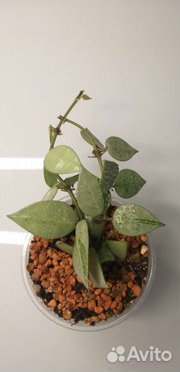 Хойя лакуноза супер эскимо