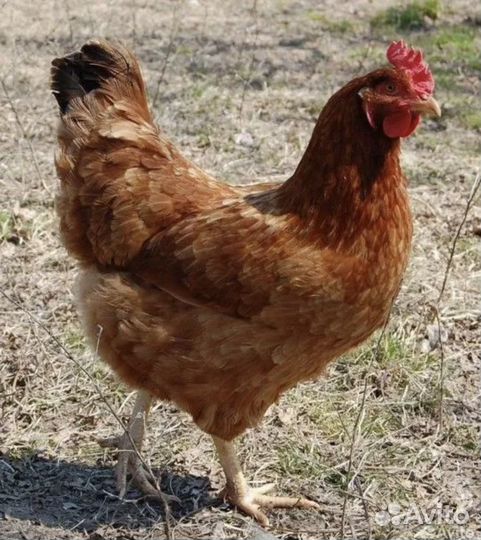 Куры несушки с доставкой на дом