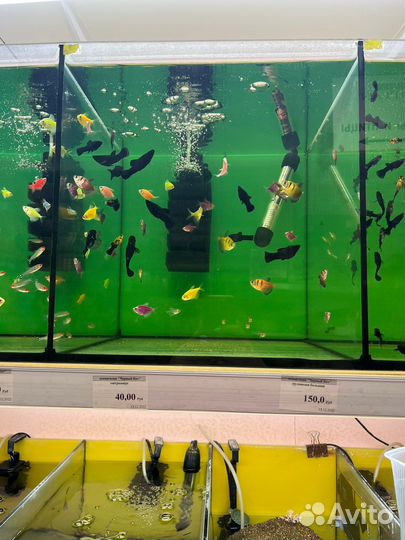 Рыбки аквариумные