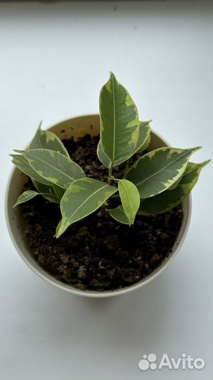 Фикус бенджамина