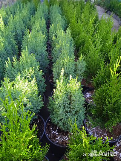 Хвойные растения