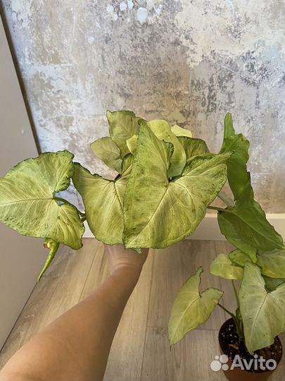 Сингониум Вайт Батерфляй 12/25