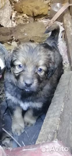 Отдам бесплатно в добрые руки