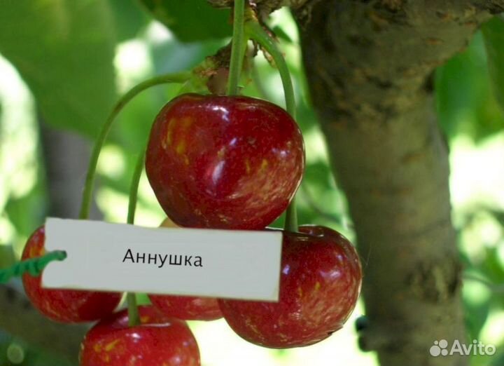Саженцы черешни Аннушка (всл-2 полукарлик)