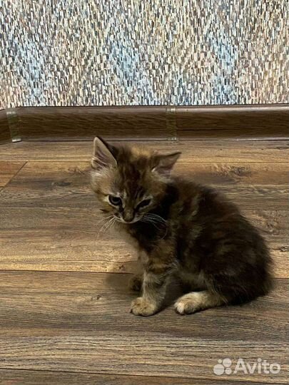 Кошка в дар